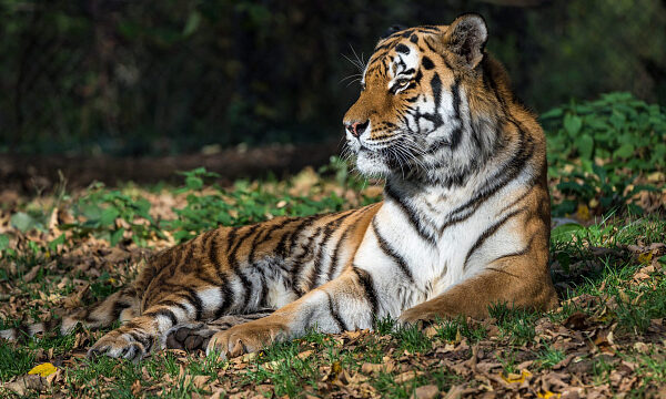 China abre un centro para la protección de tigres y leopardos