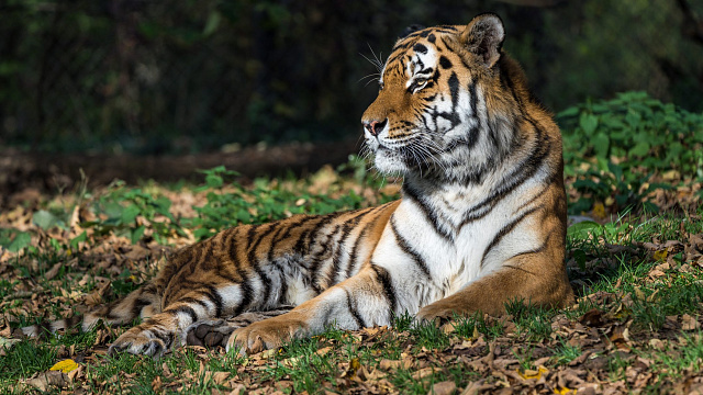 China abre un centro para la protección de tigres y leopardos