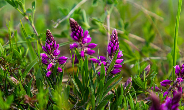 Nueva especie vegetal ha sido descubierta en China