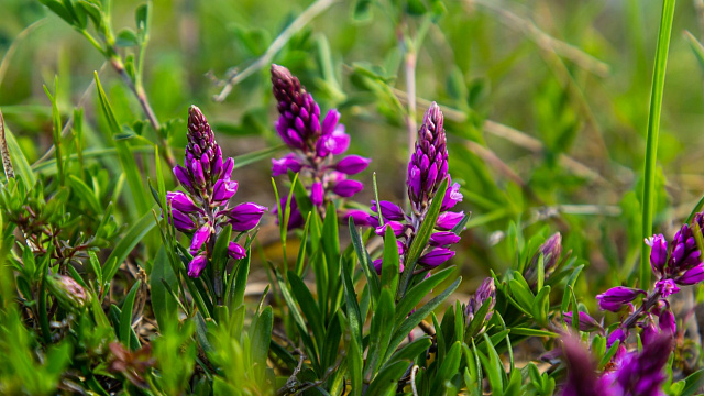 Nueva especie vegetal ha sido descubierta en China