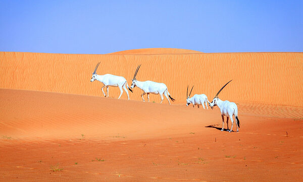 Nacimiento del decimoquinto órix árabe es una gran hazaña en reserva natural de Arabia Saudita