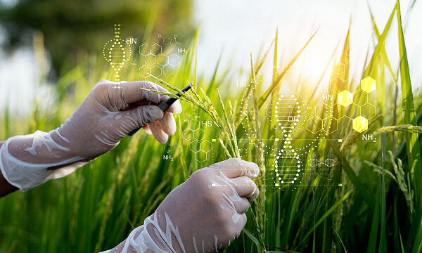 Egipto e India establecen nuevas alianzas en ciencia y tecnología agrícola