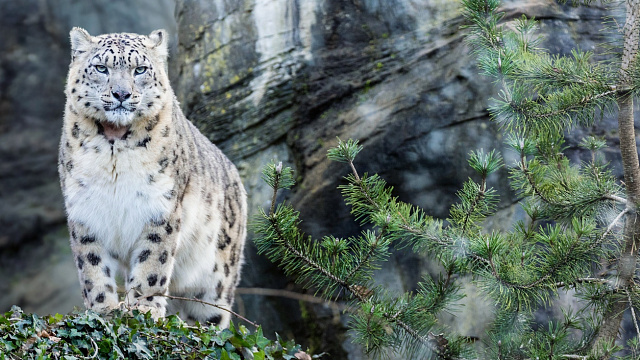 China completa el estudio más grande del mundo sobre la población de leopardos de las nieves
