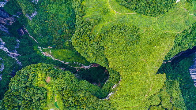 China plantó 4.45 millones de hectáreas de bosques en 2024
