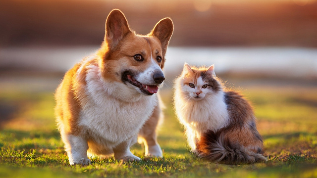 Municipalidad de Brasil ofrece consultas veterinarias gratuitas para perros y gatos