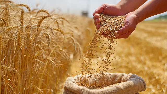 Rusia alcanzó récord en cosechas de cereales