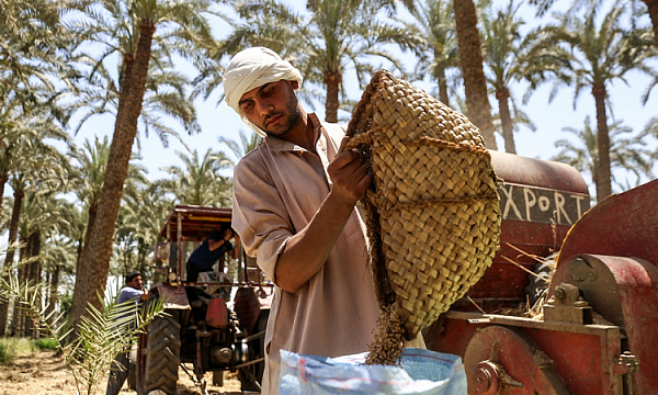 Egipto invierte 190 millones de dólares en apoyo a la agricultura