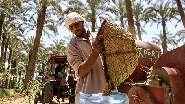 Egipto invierte 190 millones de dólares en apoyo a la agricultura