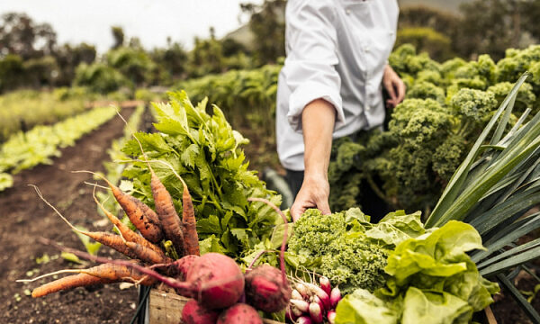 Comercio de productos agrícolas entre Rusia y la India aumentó en un 60% en 2024 Comercio de productos agrícolas entre Rusia y la India aumentó en un 60% en 2024
