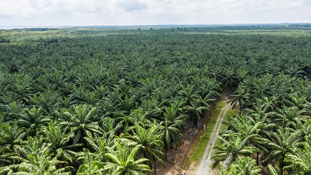 Indonesia impulsa la producción sostenible de aceite de palma