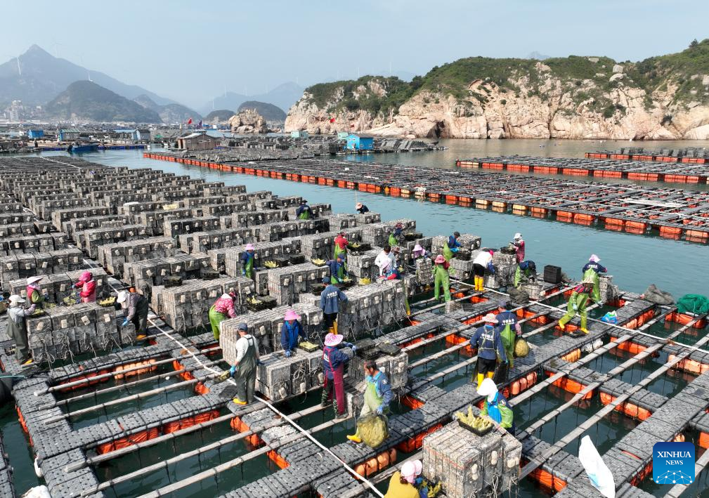 China | Fujian: Pescadores de Lianjiang comienzan a cultivar y sembrar abulón