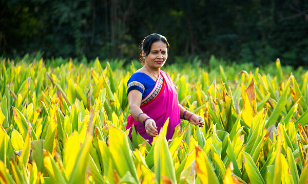 India establece récord de cosecha de arroz, trigo y maíz