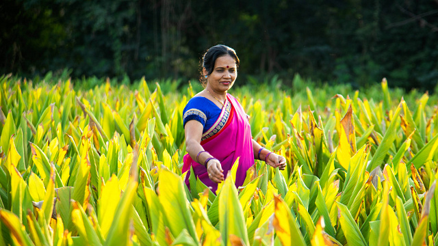 India establece récord de cosecha de arroz, trigo y maíz