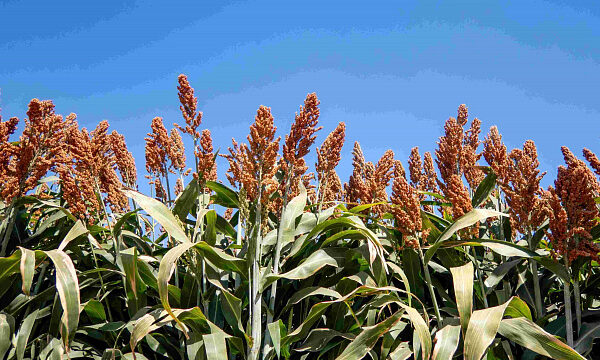 Bolivia amplía exportaciones de sorgo con China