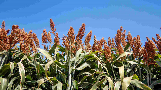 Bolivia amplía exportaciones de sorgo con China