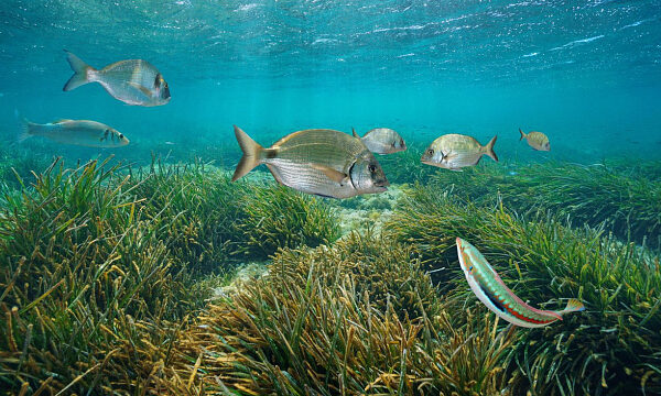 Cuba reafirma su compromiso con la conservación de los castos marinos