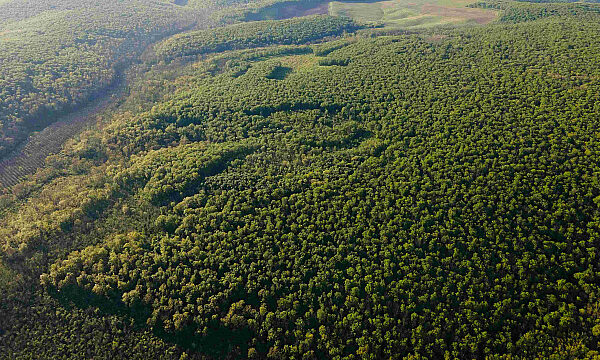 Sudáfrica lanza iniciativa para plantar 1 millón de árboles en un solo día