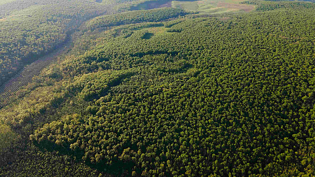 Sudáfrica lanza iniciativa para plantar 1 millón de árboles en un solo día