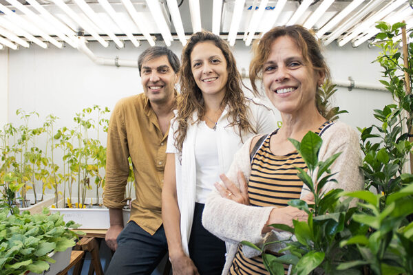 Argentina | El prometedor hallazgo sobre la planta de romero que abre puertas a una vinculación tecnológica con la Unión Europea