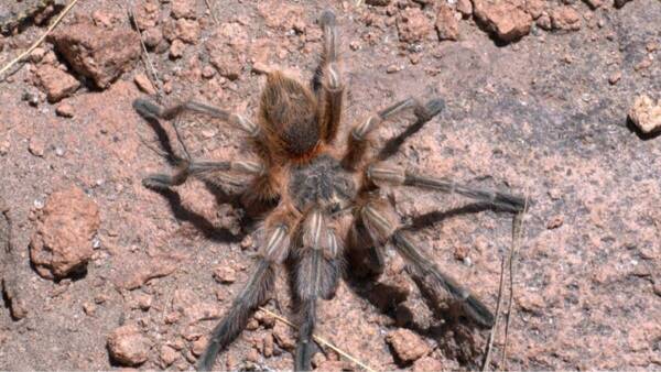 Chile | Descubren nueva especie de tarántula y la bautizan en honor a reconocido investigador de la UNAP