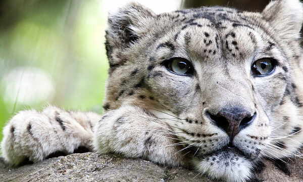 Kazajistán registra leopardo de las nieves incluido en la lista roja