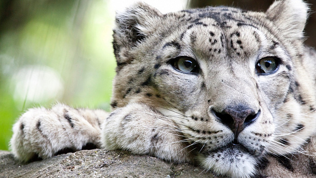 Kazajistán registra leopardo de las nieves incluido en la lista roja