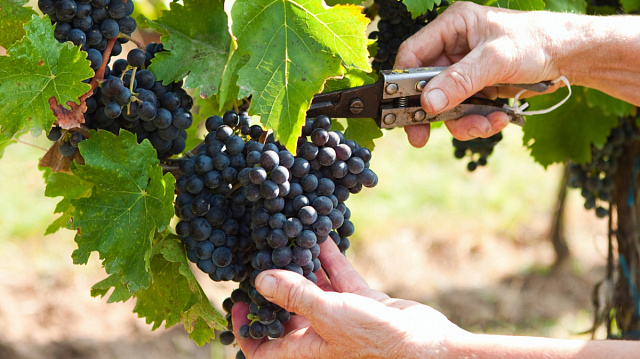 Rusia avanza en el cultivo de uvas domésticas con 10 nuevas variedades de alto rendimiento