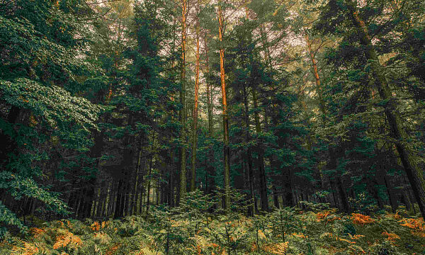 Bielorrusia lanza campaña para la restauración de bosques