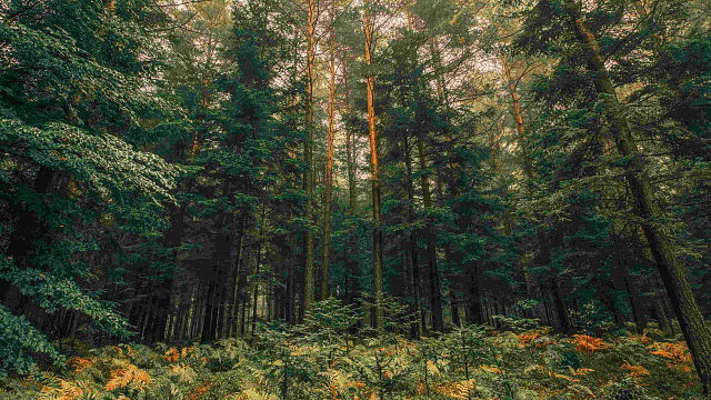Bielorrusia lanza campaña para la restauración de bosques