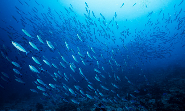 India lanza una iniciativa para conservar especies de peces y ecosistemas fluviales