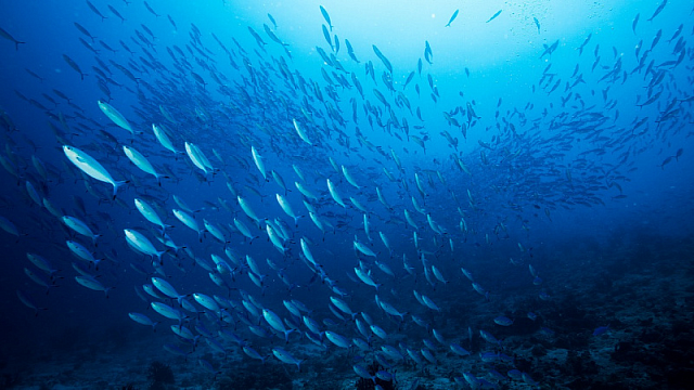 India lanza una iniciativa para conservar especies de peces y ecosistemas fluviales