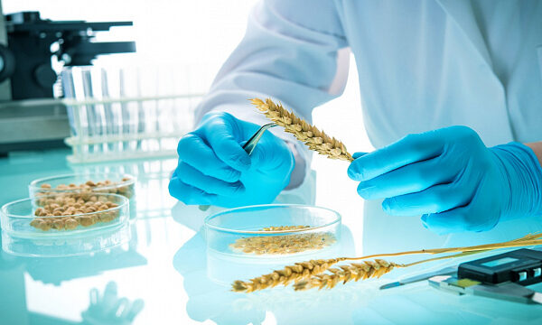 Etiopía impulsa la agricultura digital con plataforma de semillas