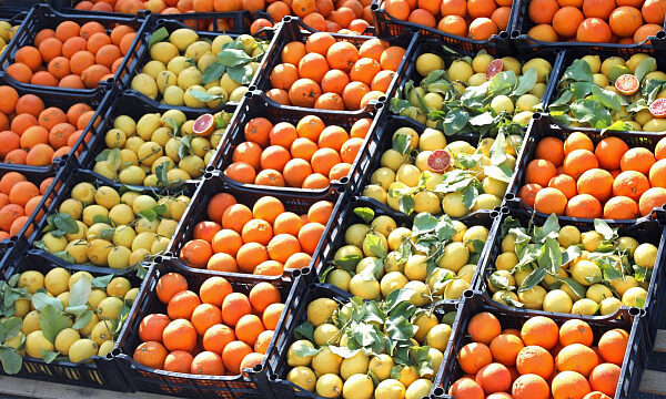 Sudáfrica alcanzó un récord de exportaciones agrícolas en 2024