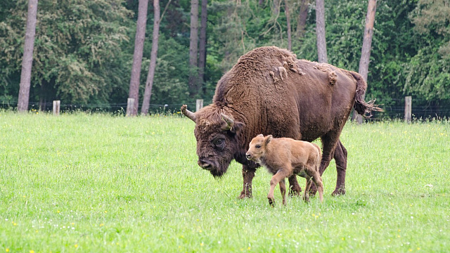 Rusia alcanza un récord de 97 nacimientos de una especie de bisonte incluida en la lista roja