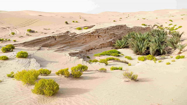 China avanza en su campaña de forestación y lucha contra la desertificación