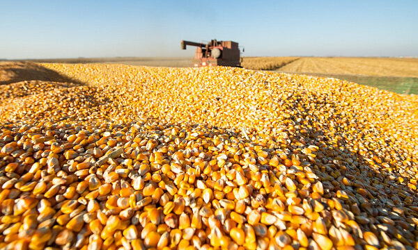 Zimbabue refuerza su seguridad alimentaria con donación de grano de los Emiratos Árabes Unidos
