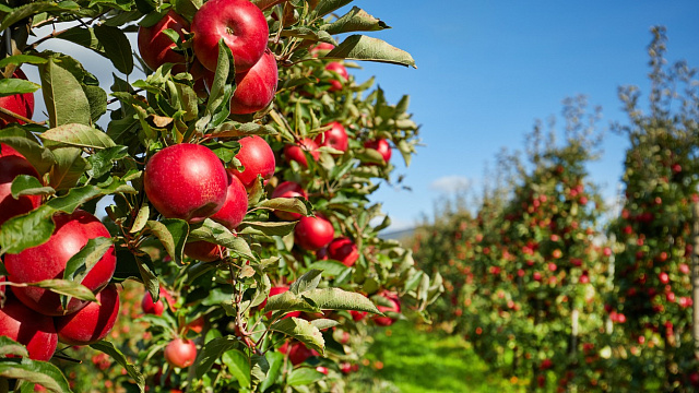 Rusia refuerza el cultivo de frutales con nuevas variedades resistentes
