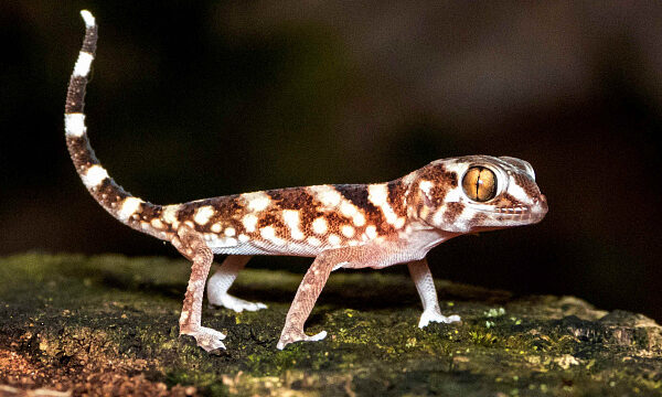 Descubren nueva especie de lagartija en Indonesia