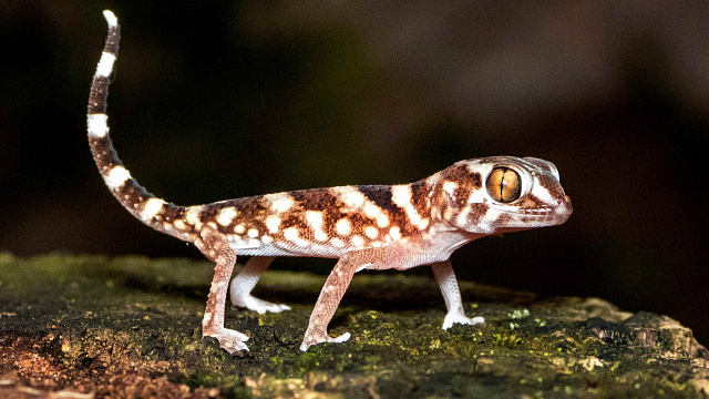 Descubren nueva especie de lagartija en Indonesia