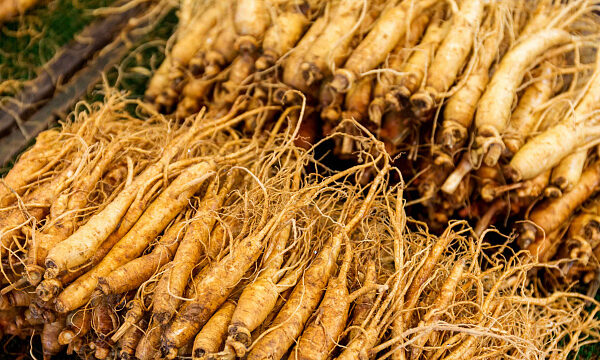 Provincia china produjo ginseng por valor de casi 20.000 millones de dólares al año
