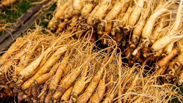Provincia china produjo ginseng por valor de casi 20.000 millones de dólares al año