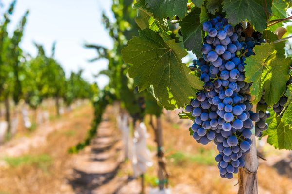 Argentina | Día del Malbec en Argentina: celebrá todo abril con el vino emblema del país