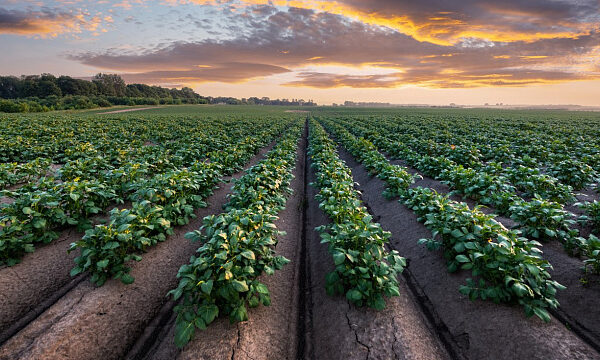 Región de India impulsa cultivo de patatas con método de enraizamiento