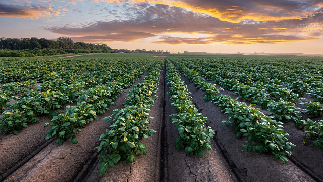 Región de India impulsa cultivo de patatas con método de enraizamiento