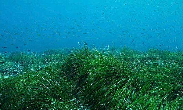 Cuba impulsa la protección de pastos marino