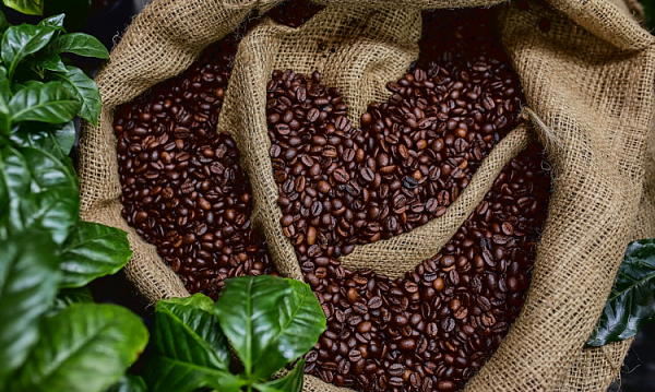 Aumentan los ingresos por exportación de café en Uganda