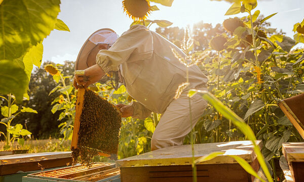 Emiratos Árabes Unidos reafirma compromiso con el desarrollo de las abejas