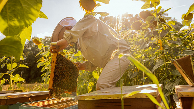 Emiratos Árabes Unidos reafirma compromiso con el desarrollo de las abejas