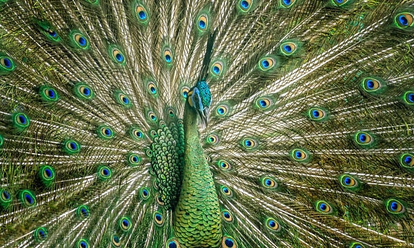 Zoo de Pekín exhibe 8 especies raras en nuevos espacios mejorados