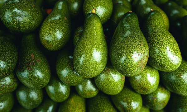 China recibe primer envío de aguacates de Sudáfrica